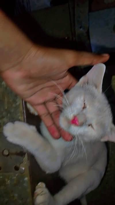 cat male