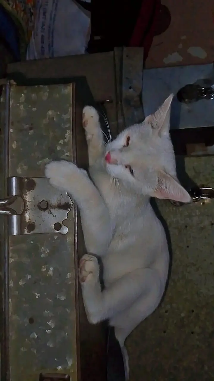 cat male — photo 2