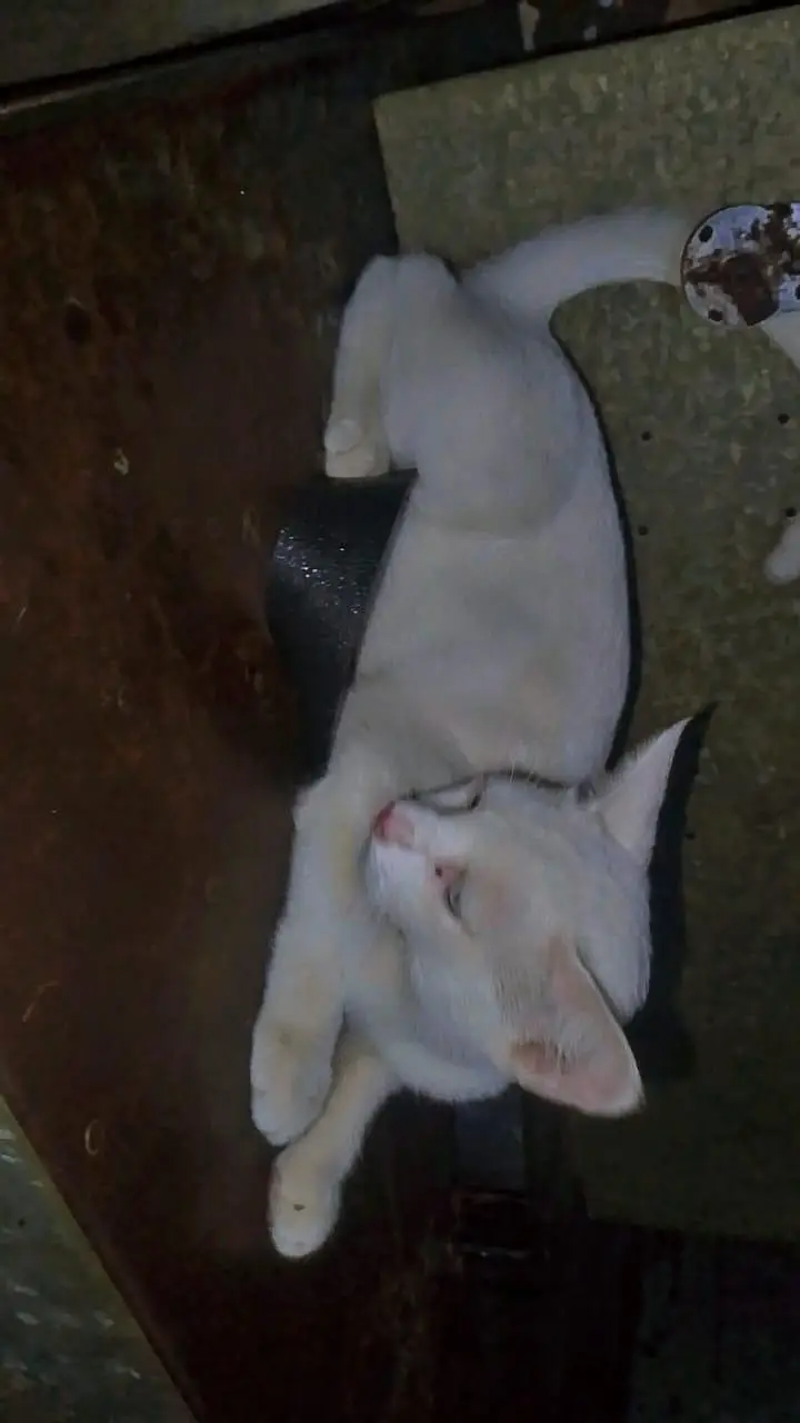 cat male — photo 3