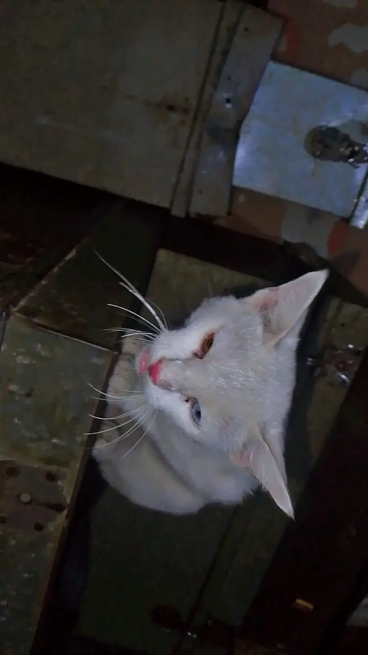 cat male — photo 4