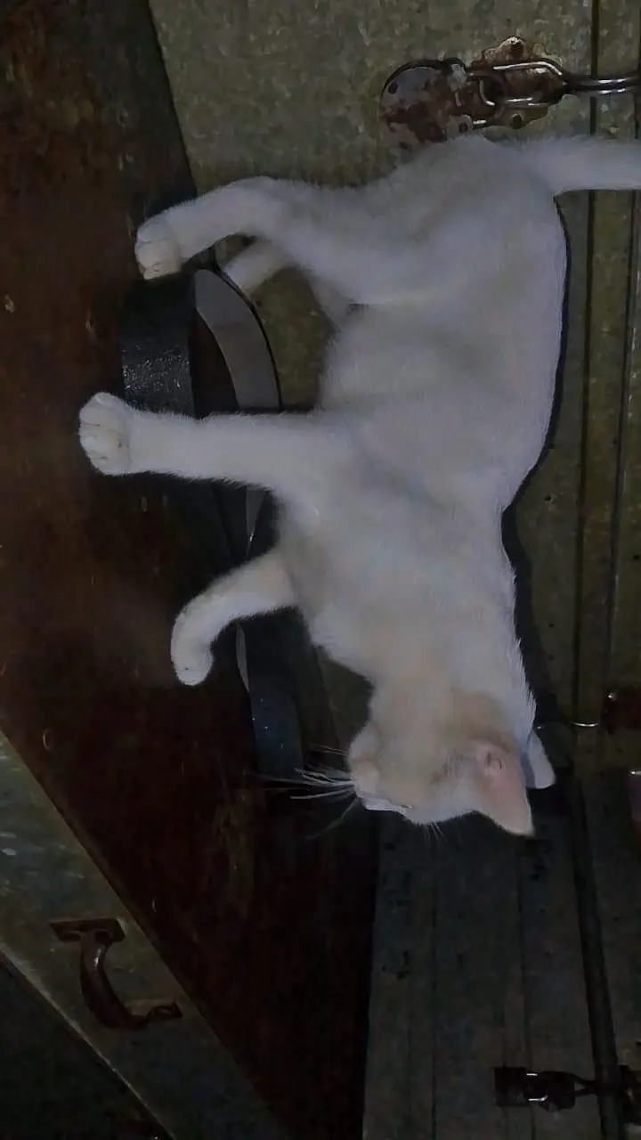 cat male — photo 5