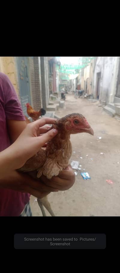 egg laying