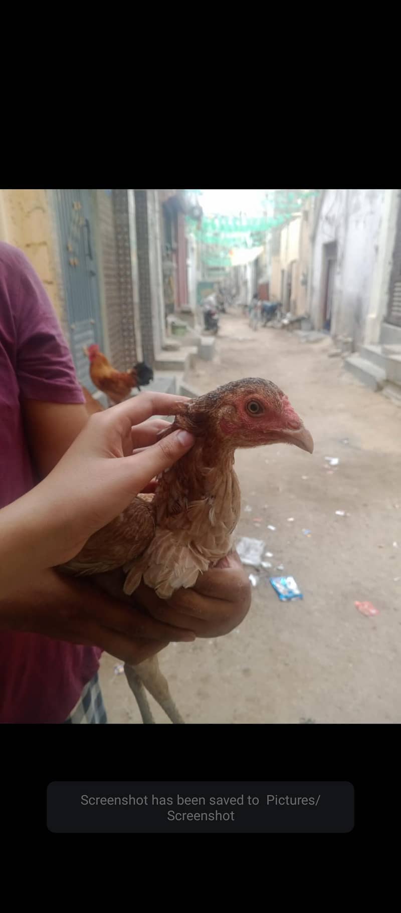 egg laying 0