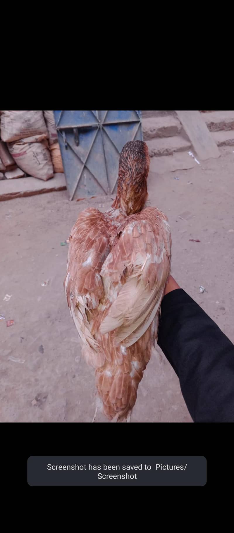 egg laying 1