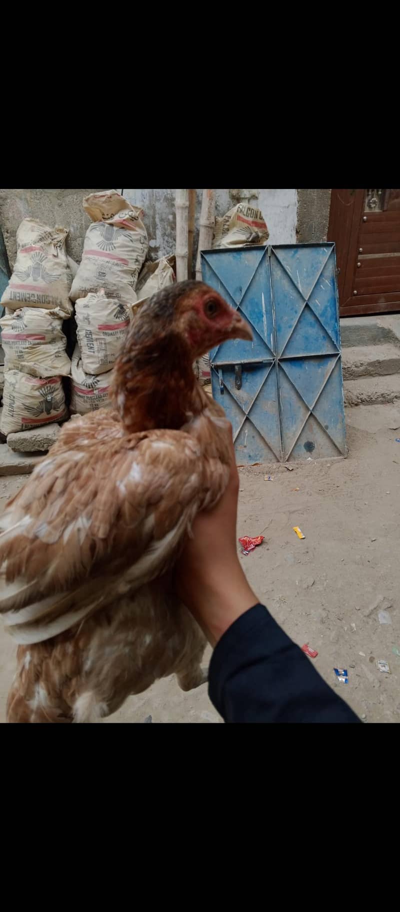 egg laying 2