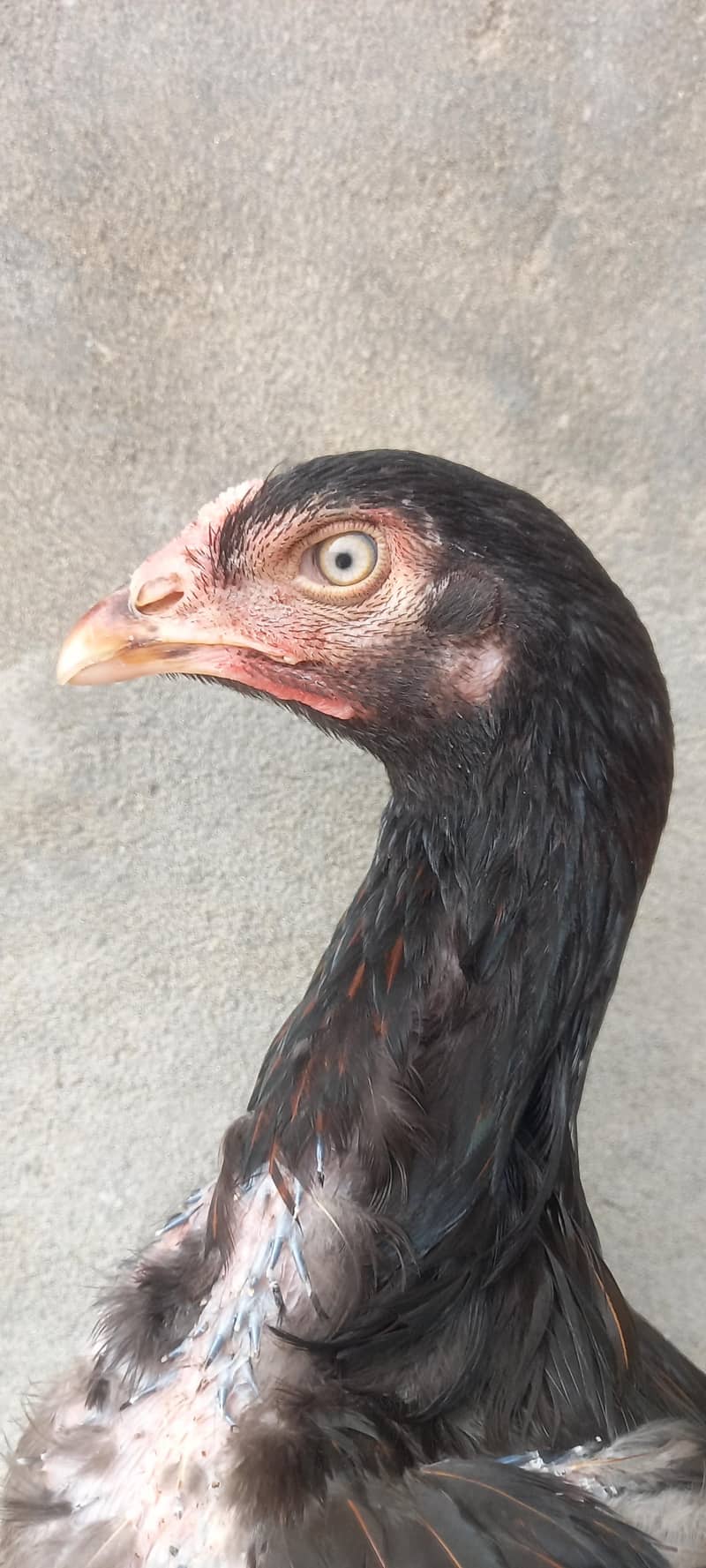 High quality pathi 1