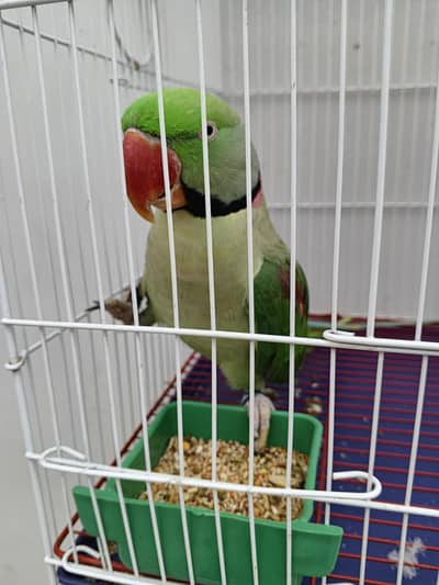 RAW PARROT BIG SIZE WITH CAGE