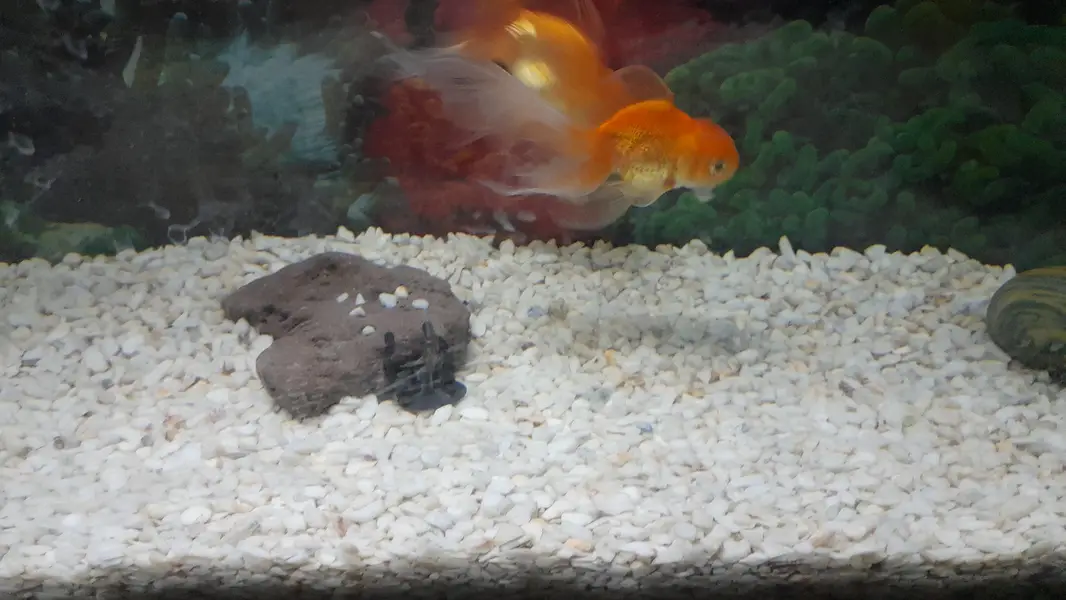 Fish Aquarium 124 Liter / 33 Gallon)with Stand, Filter, Heater & light — photo 8