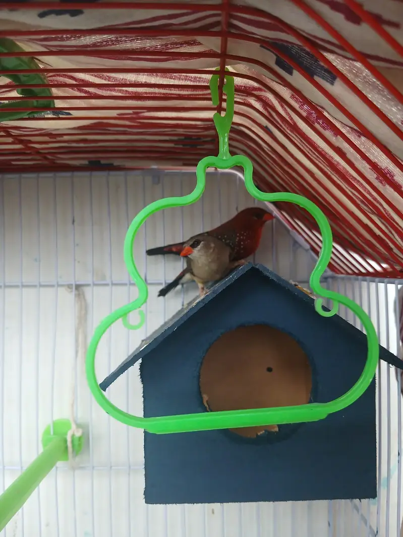 Strawberry Finches / Lal for sale — photo 2