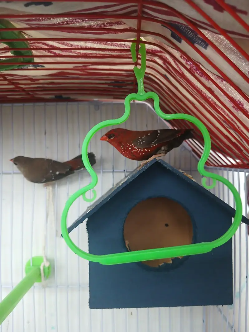 Strawberry Finches / Lal for sale — photo 3