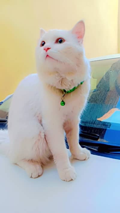 He is persion  male cat He looks so cute  his eyes is green colour he