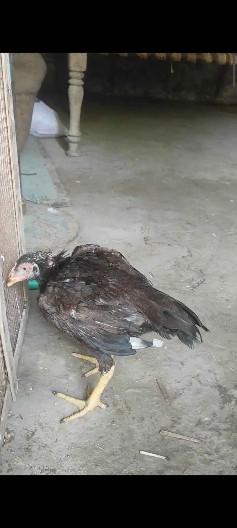 pure mianwali amroha — photo 3