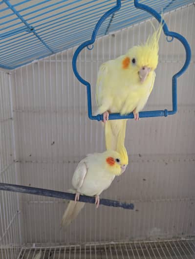 3 cocktails yellow pair