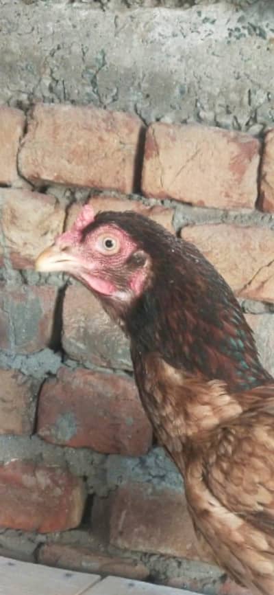 Murga for sale