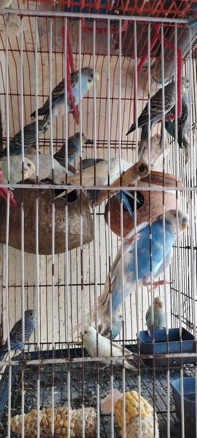 Complete package 9 pair+1 single+cage