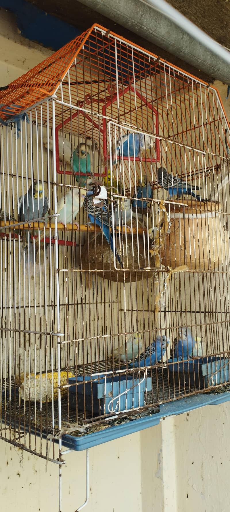 Complete package 9 pair+1 single+cage 1