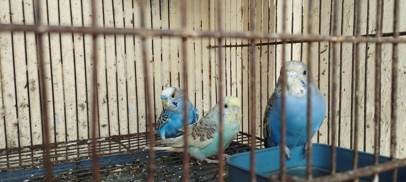 Complete package 9 pair+1 single+cage 2