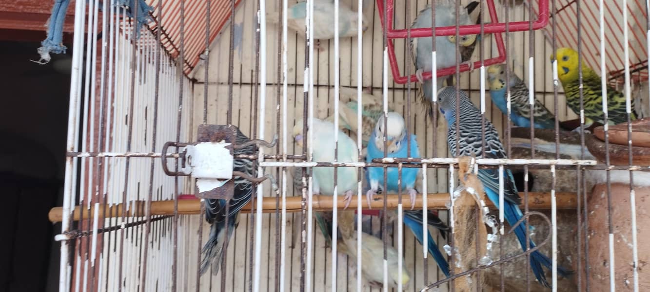Complete package 9 pair+1 single+cage 3