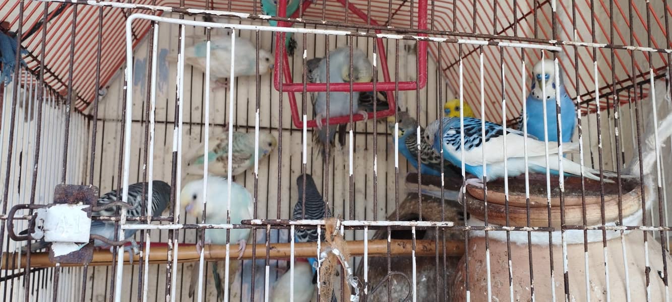Complete package 9 pair+1 single+cage 4