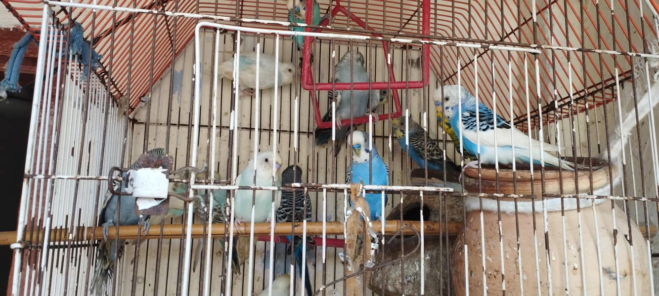 Complete package 9 pair+1 single+cage 5