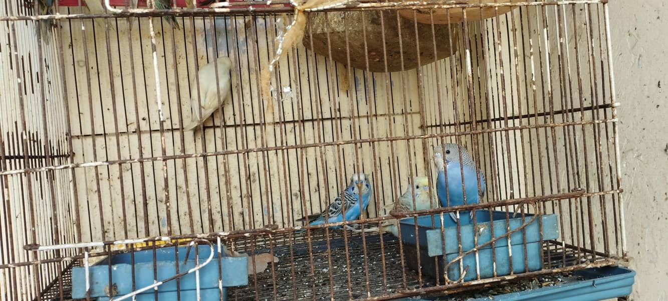 Complete package 9 pair+1 single+cage 6