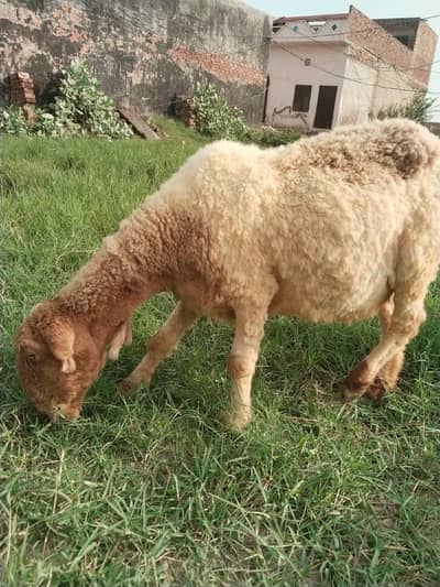 Bheer , Female sheep