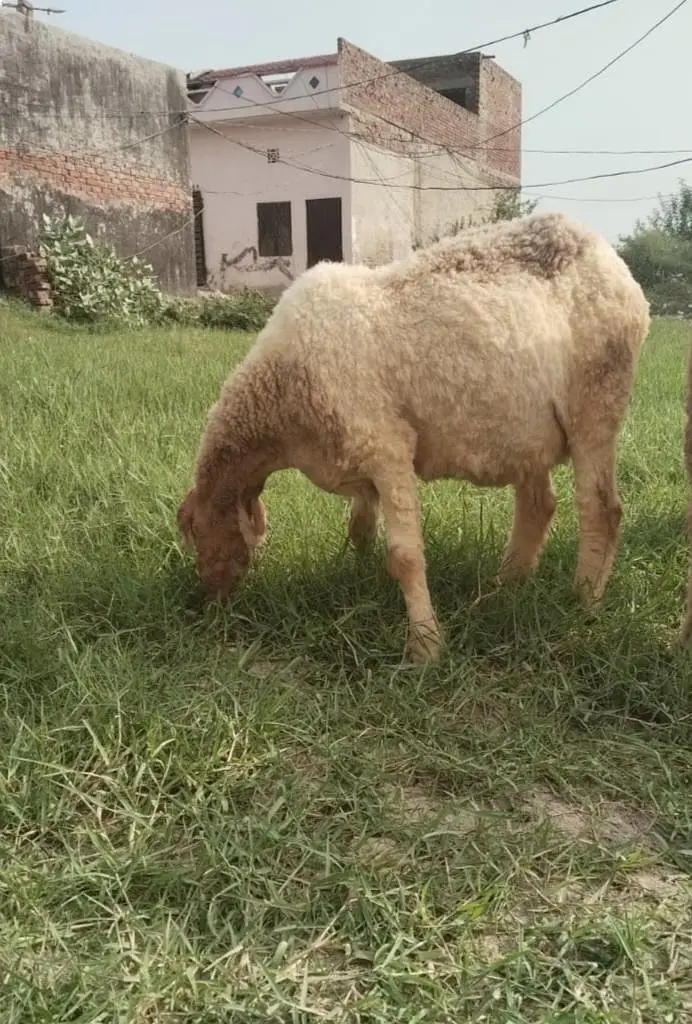 Bheer , Female sheep — photo 2