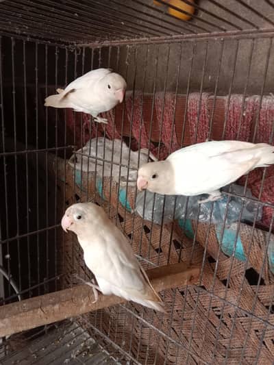 400×3=1200 . contact number 03330031118