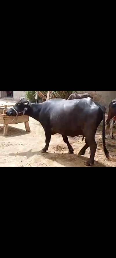Pehlan jhoti buffalo bhens bhains katti cow 03024003191