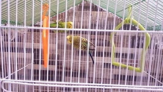 8 Beautiful Lovebirds For Sale – Lahore