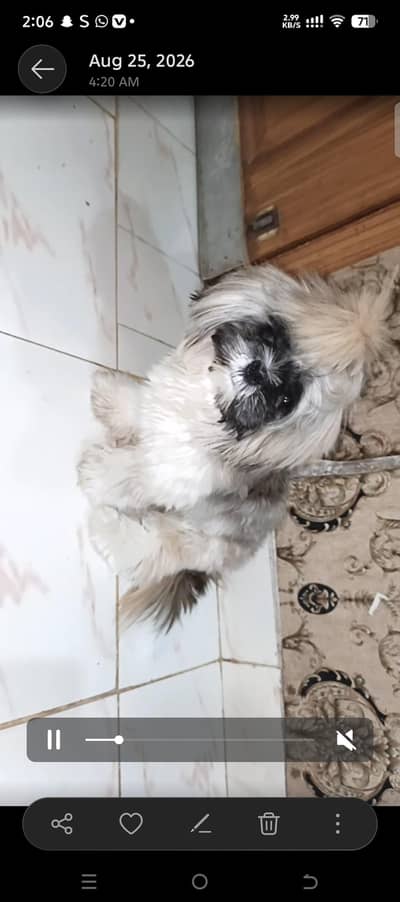 full trained and friendly cute