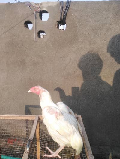 Heera Madi slaeta bird