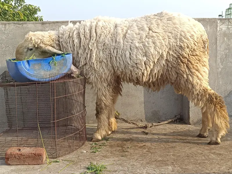 vip kajla For sale 5 nishan 03020486884 — photo 2