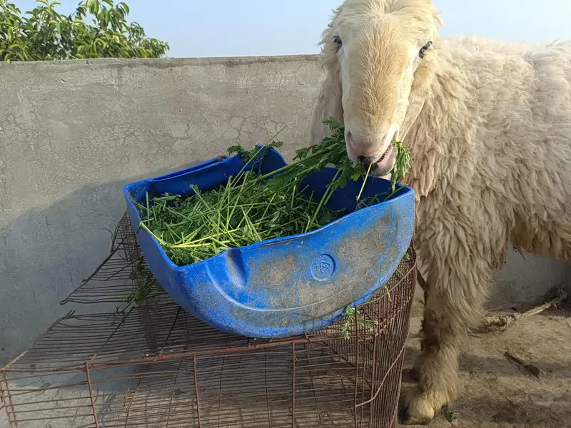 vip kajla For sale 5 nishan 03020486884 — photo 3