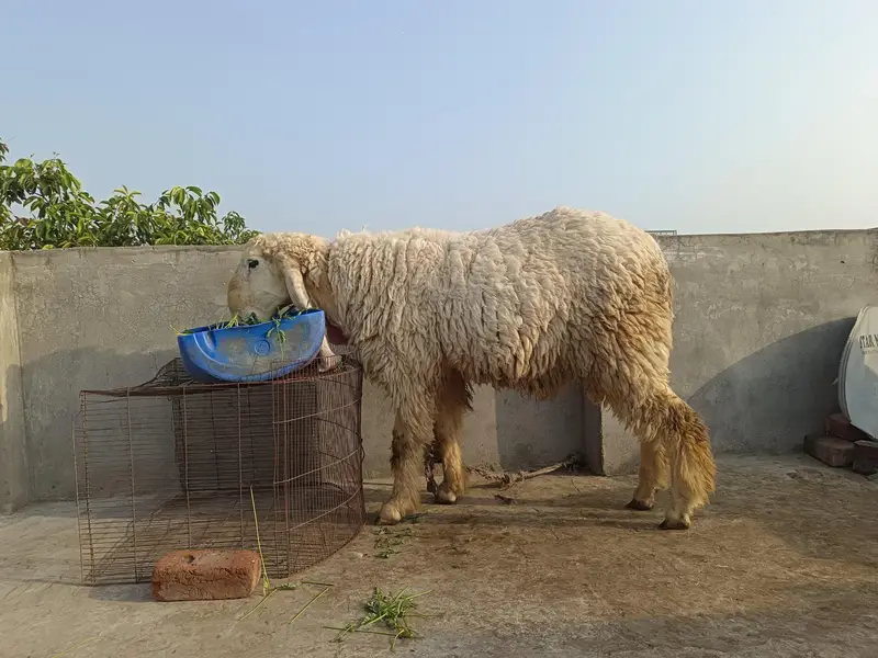 vip kajla For sale 5 nishan 03020486884 — photo 4