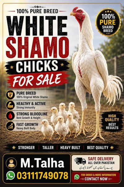 German line Shomu chicks
