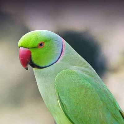 Talking parrot