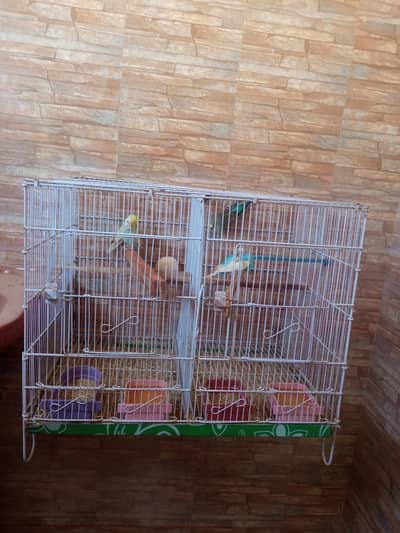 cage or rambow pair for sell.  read discrebsion