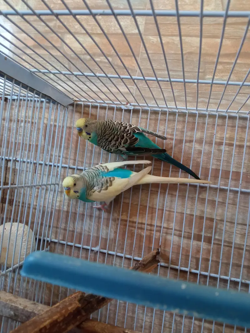 cage or rambow pair for sell.  read discrebsion — photo 3