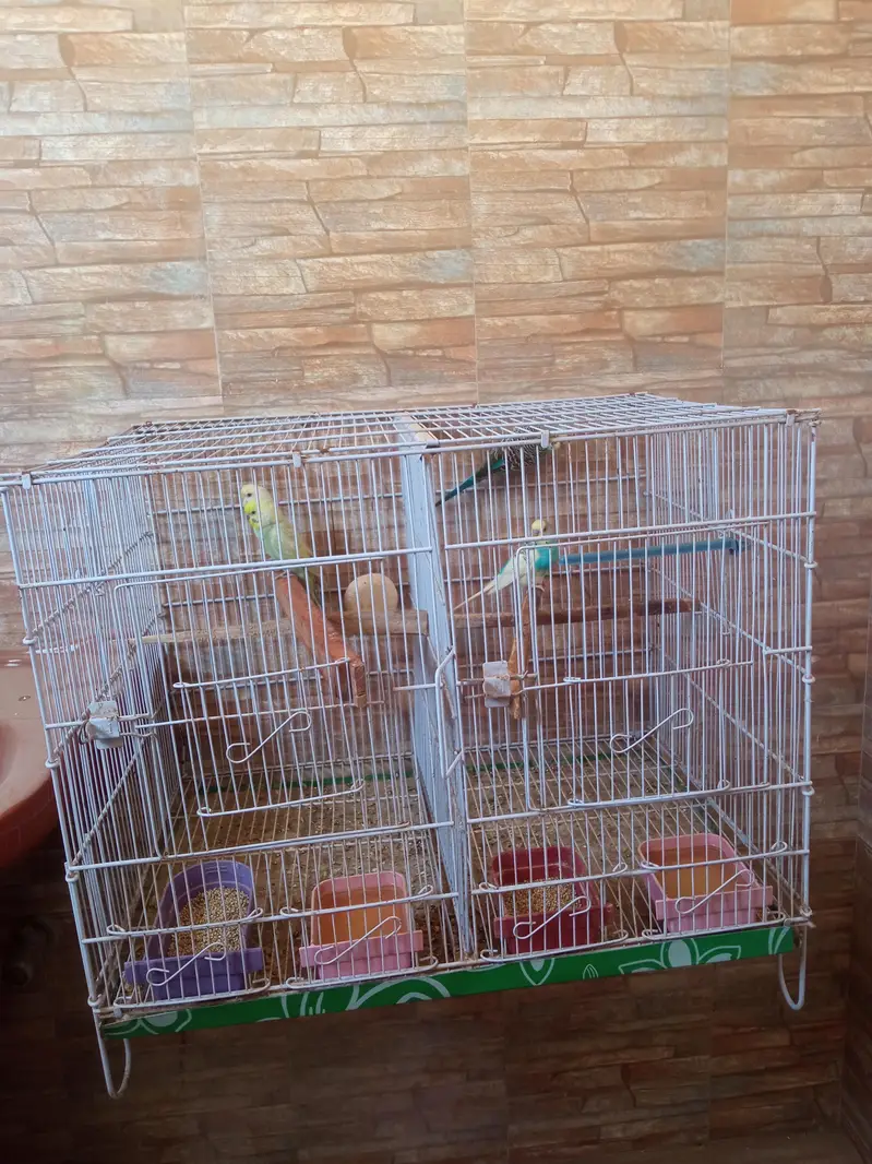cage or rambow pair for sell.  read discrebsion — photo 4