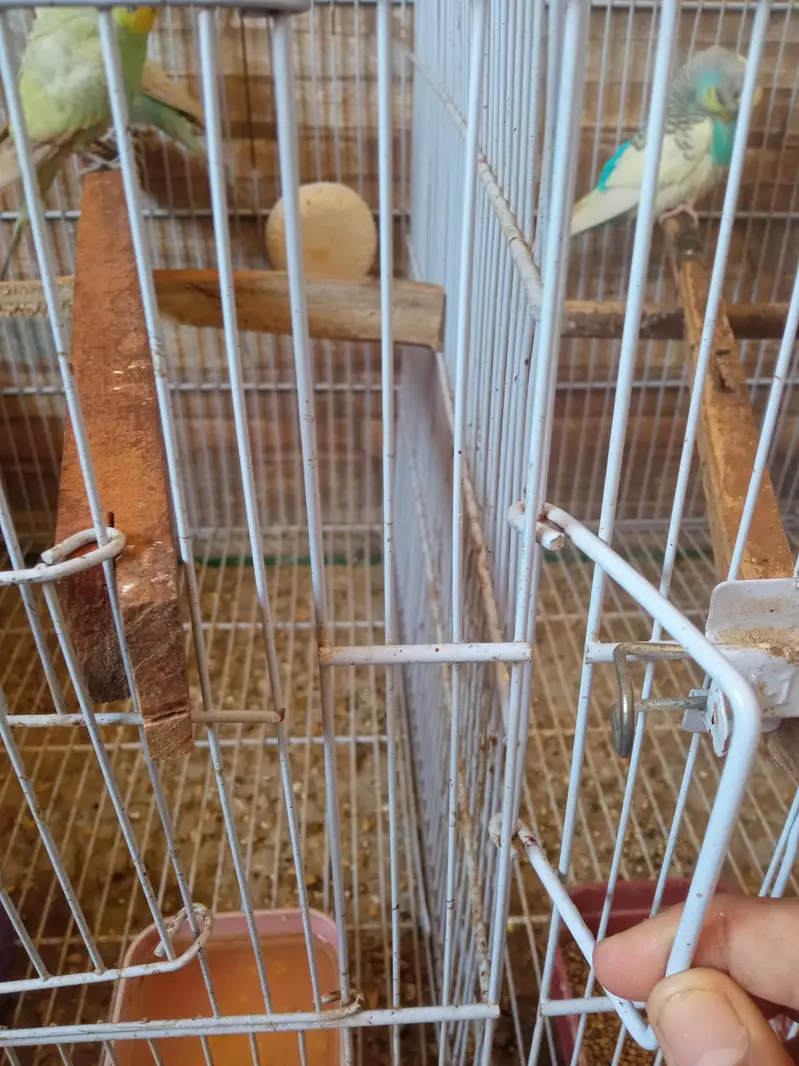 cage or rambow pair for sell.  read discrebsion — photo 5