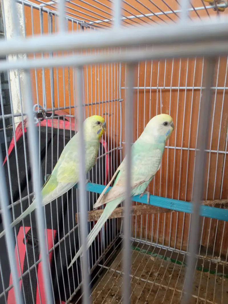 cage or rambow pair for sell.  read discrebsion — photo 6