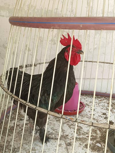fancy bantams