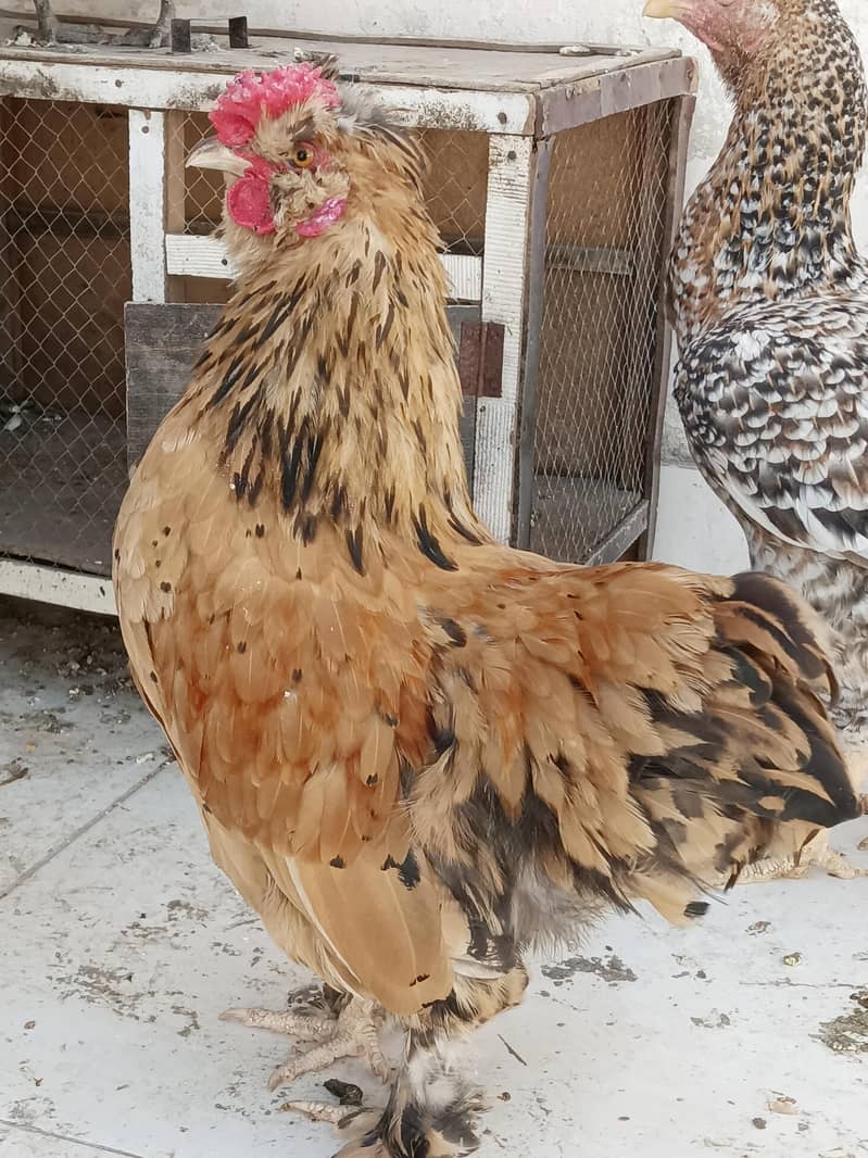 fancy bantams 1