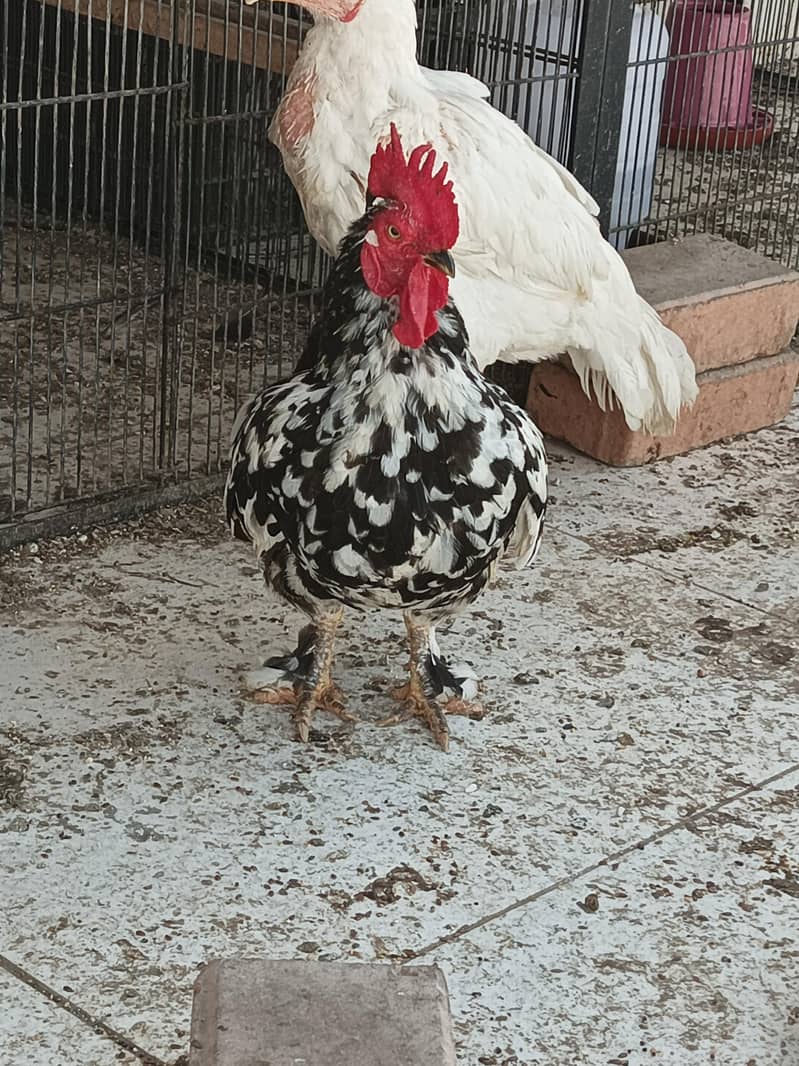 fancy bantams 2