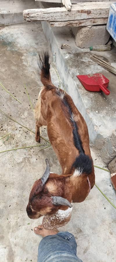 goats for sale