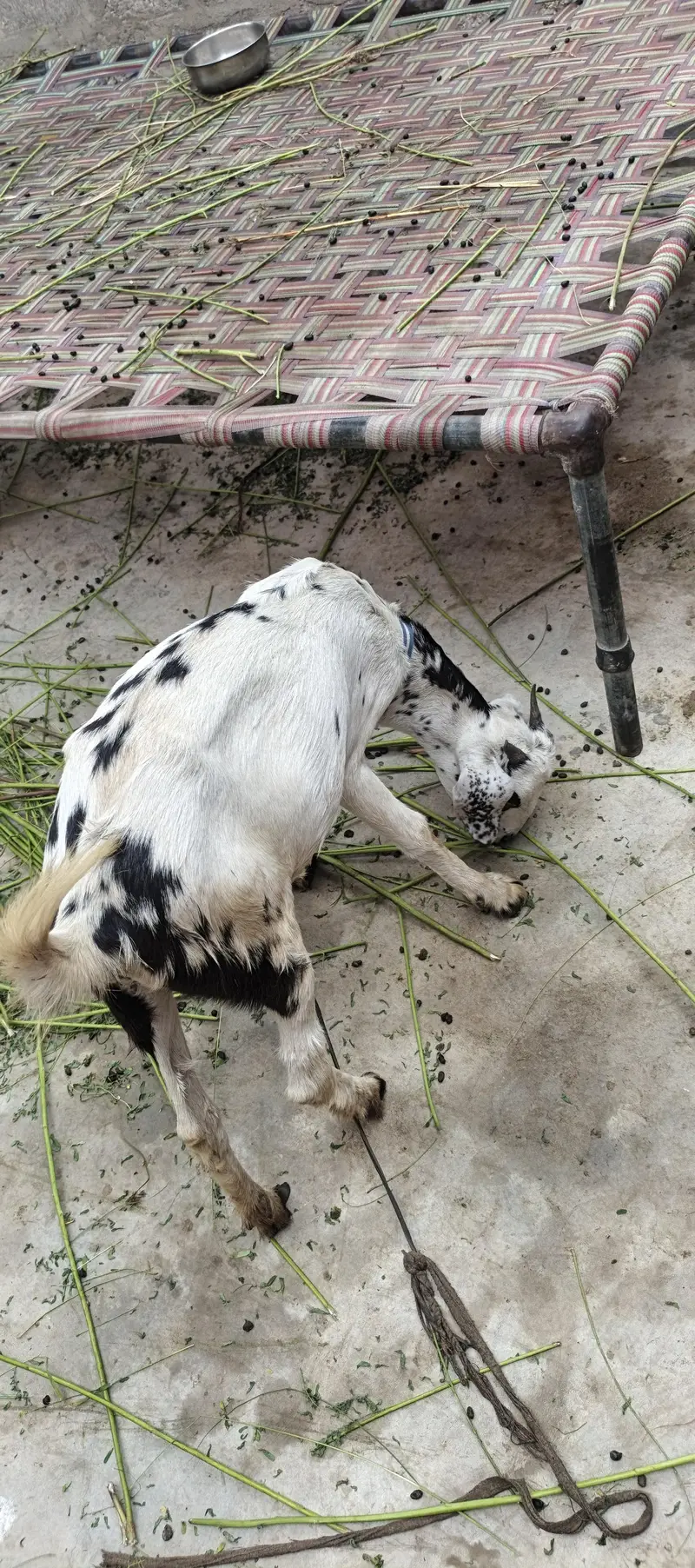 goats for sale — photo 2