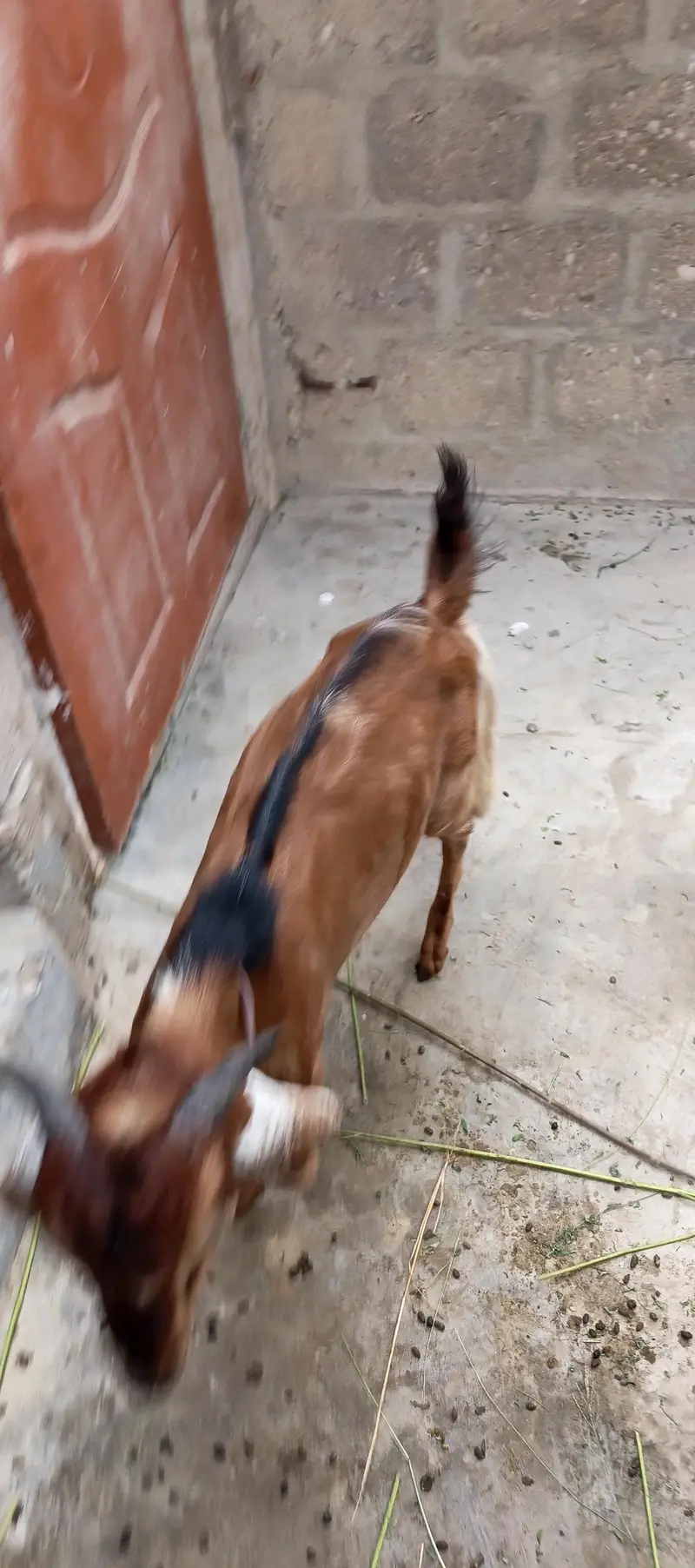 goats for sale — photo 3