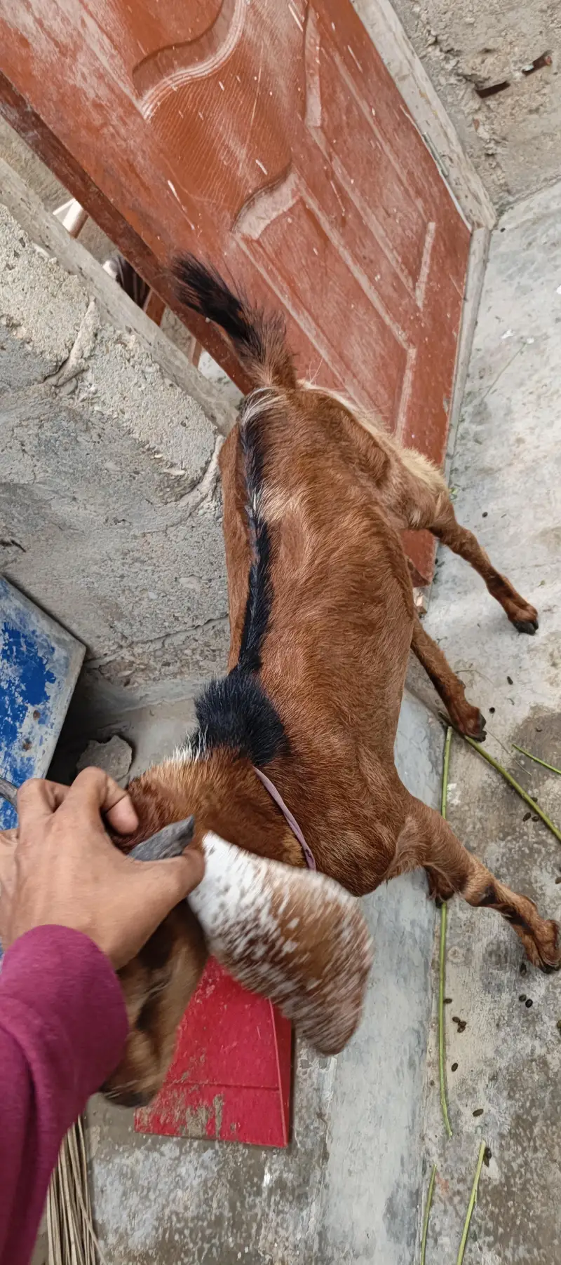 goats for sale — photo 4