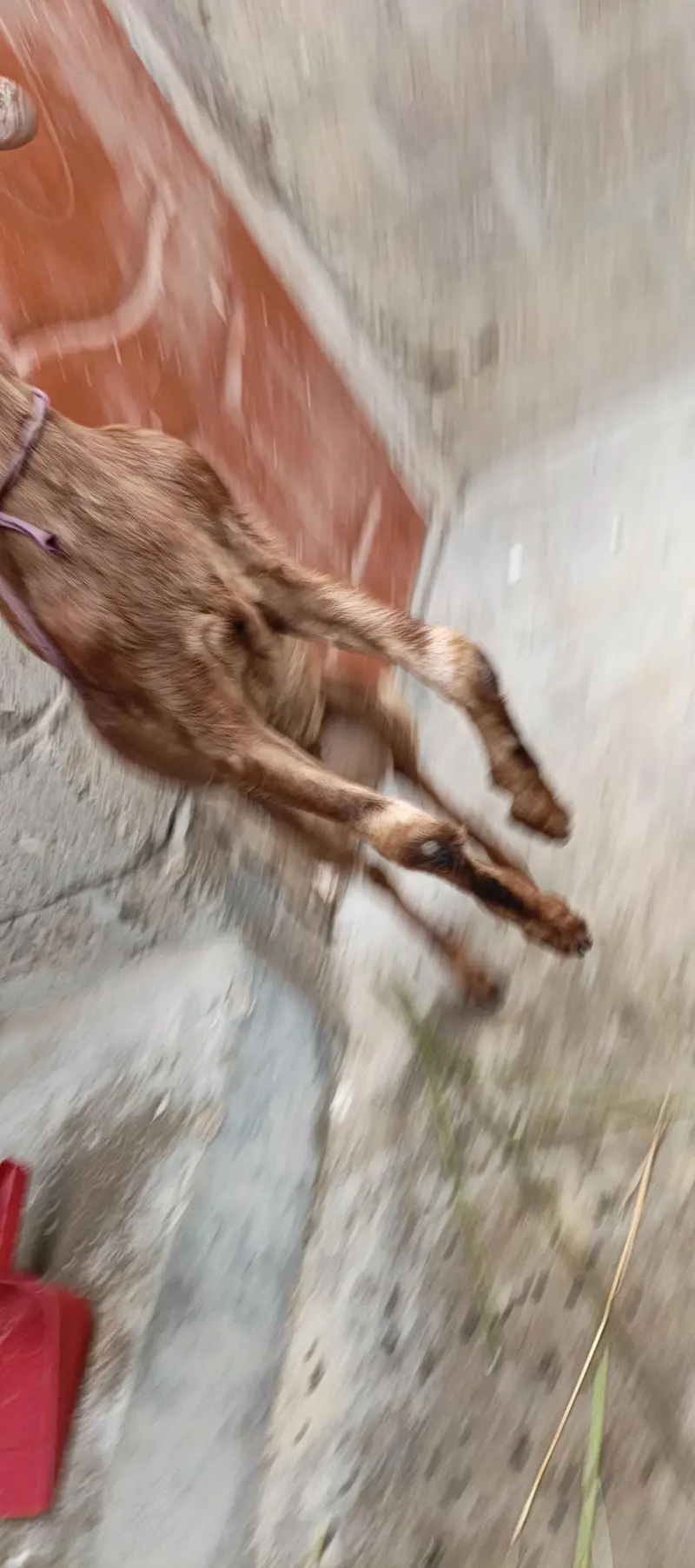 goats for sale — photo 5